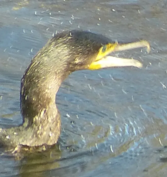 Gespotte Aalscholver