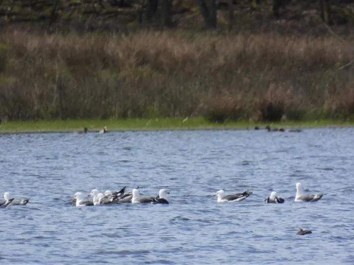 Gespotte Kleine mantelmeeuw