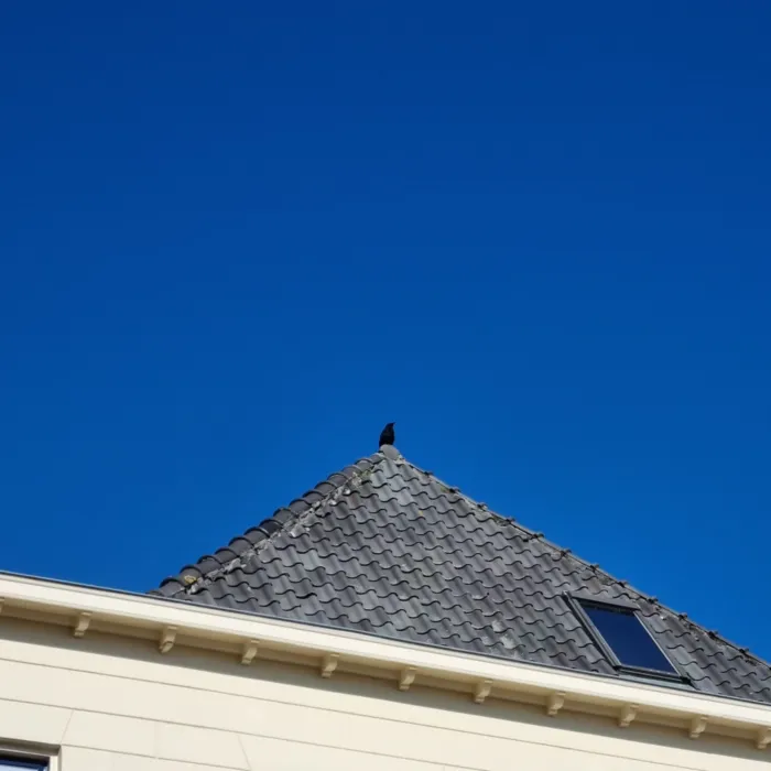 Gespotte Zwarte kraai