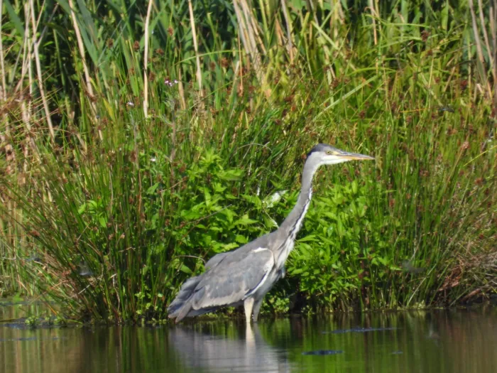 Spotted Gray Heron