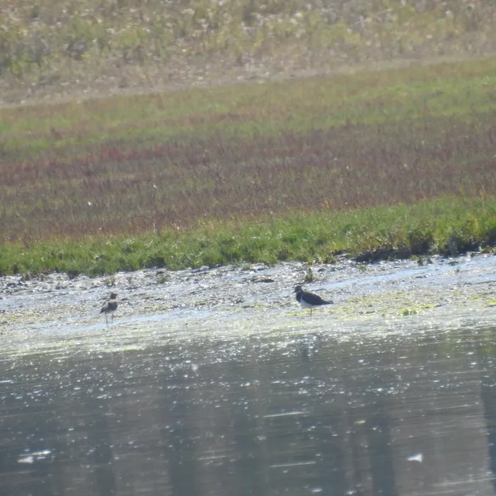 Spotted Northern Lapwing