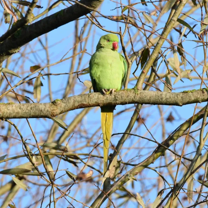 Rose-ringed Parakeet