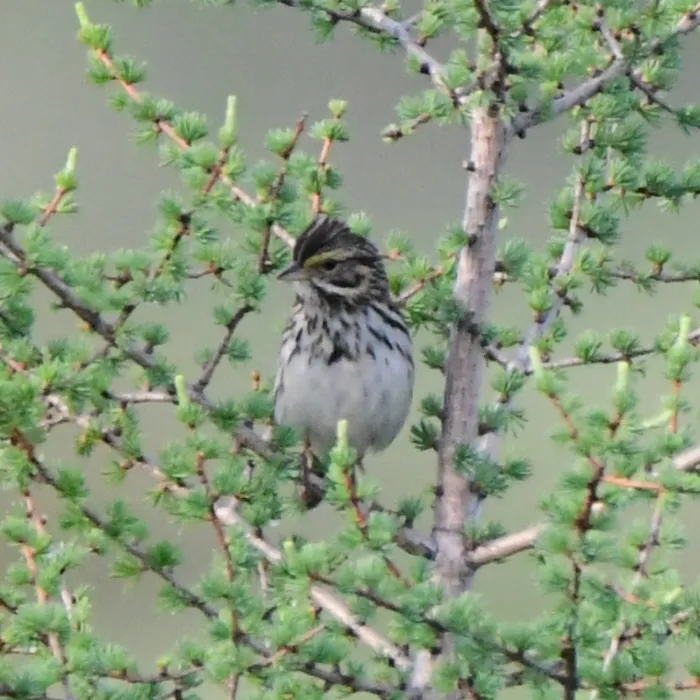 Gespotte Savannahgors