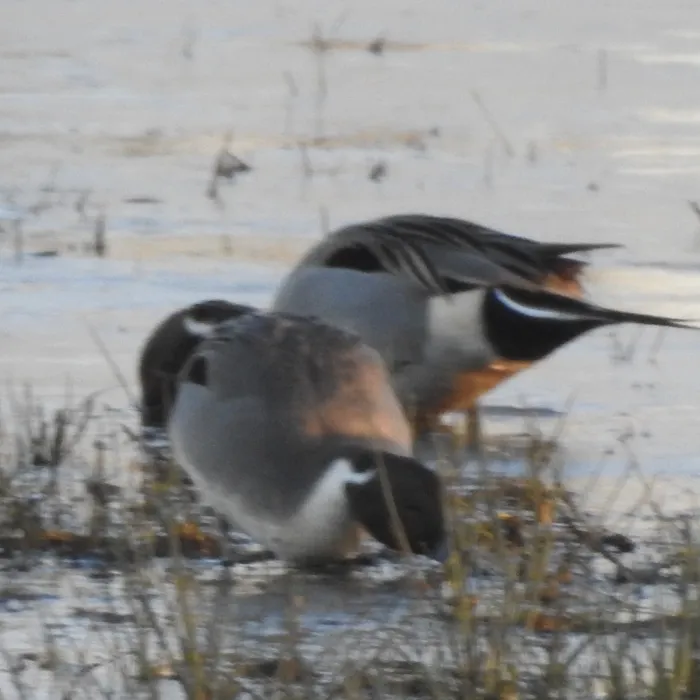 Spotted Northern Pintail