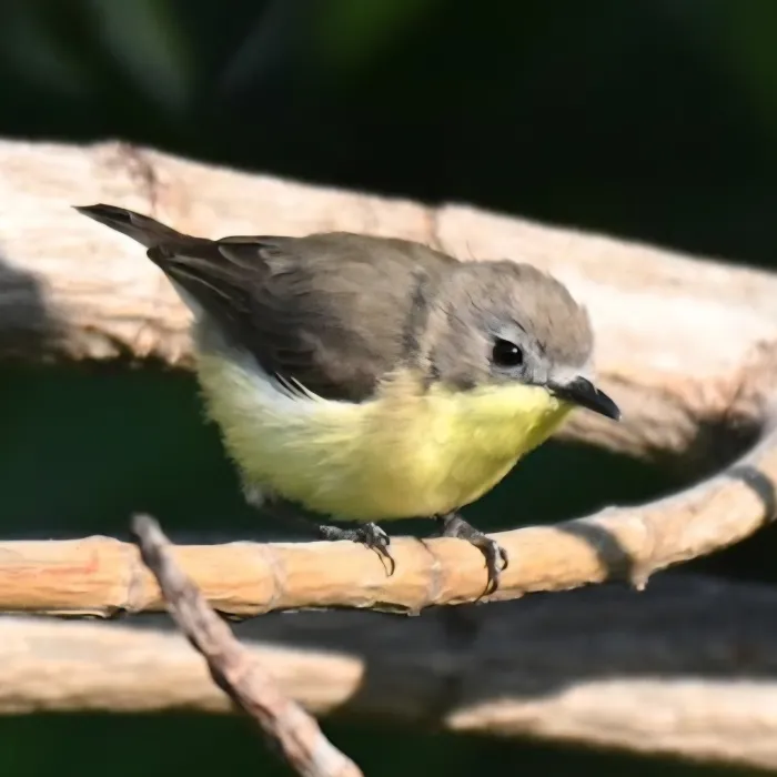 Gespotte Goudbuikmangrovezanger