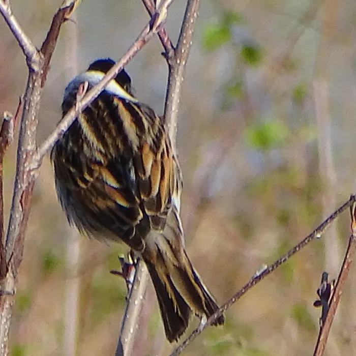 Spotted Reed Bunting