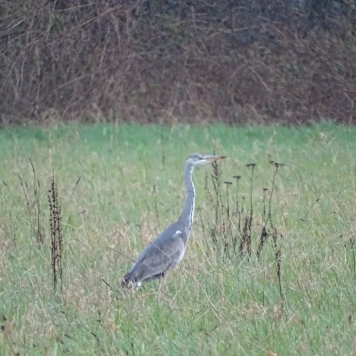 Gespotte Blauwe reiger