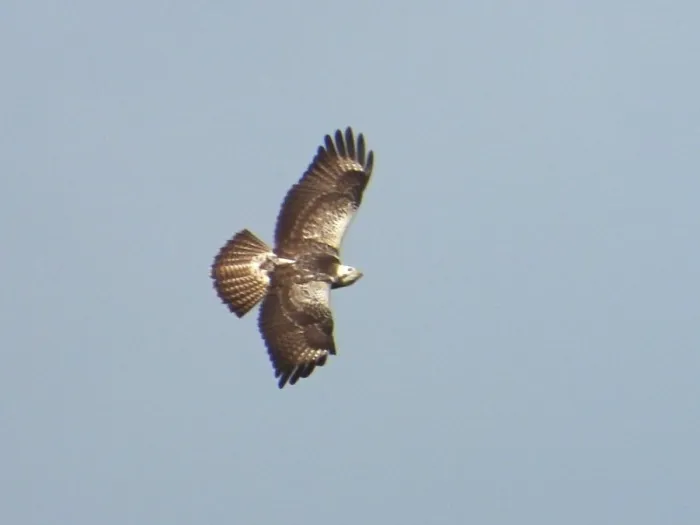 Waargenomen Buizerd