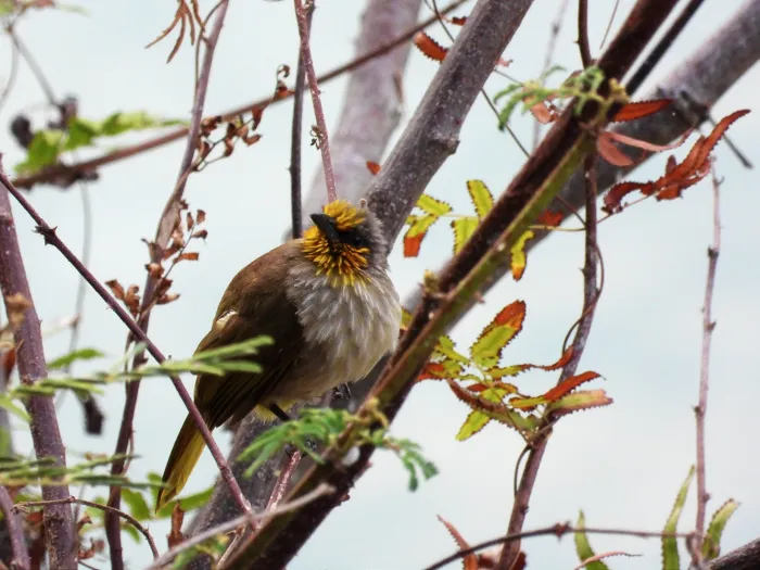 Spotted Yellow-vented Bulbul