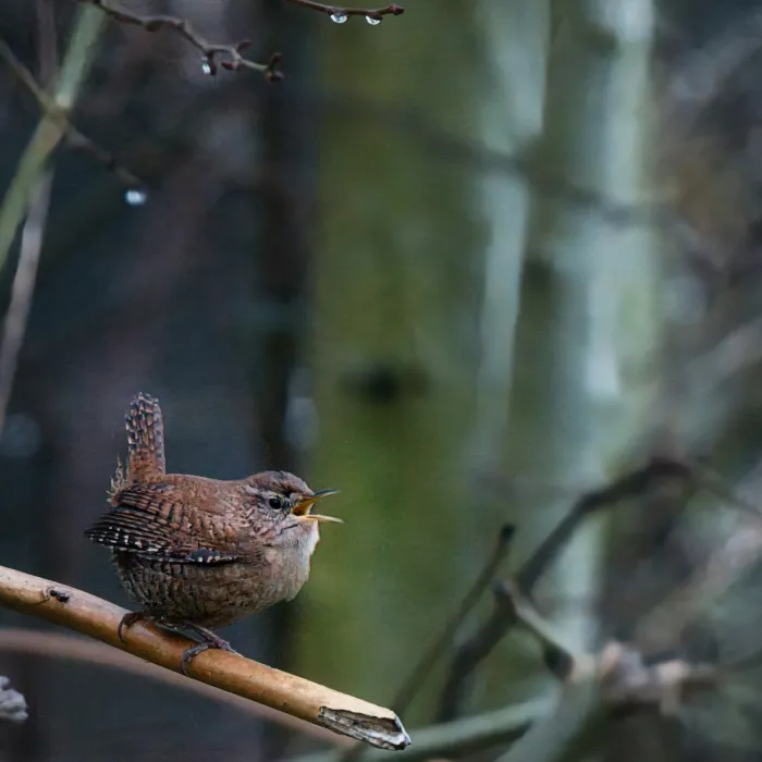 Spotted Eurasian Wren