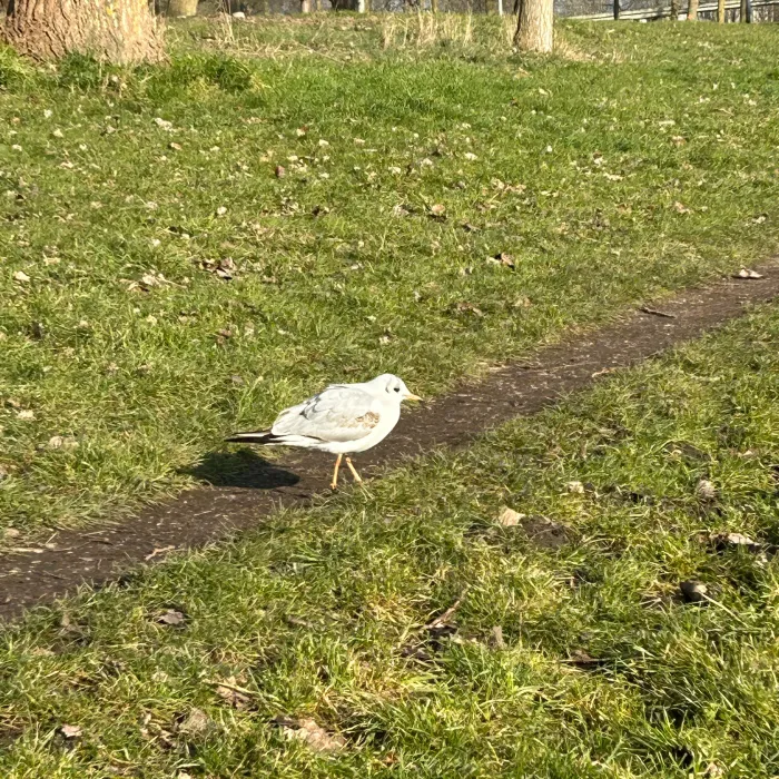Spotted Black-headed Gull