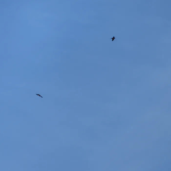 Gespotte Boerenzwaluw