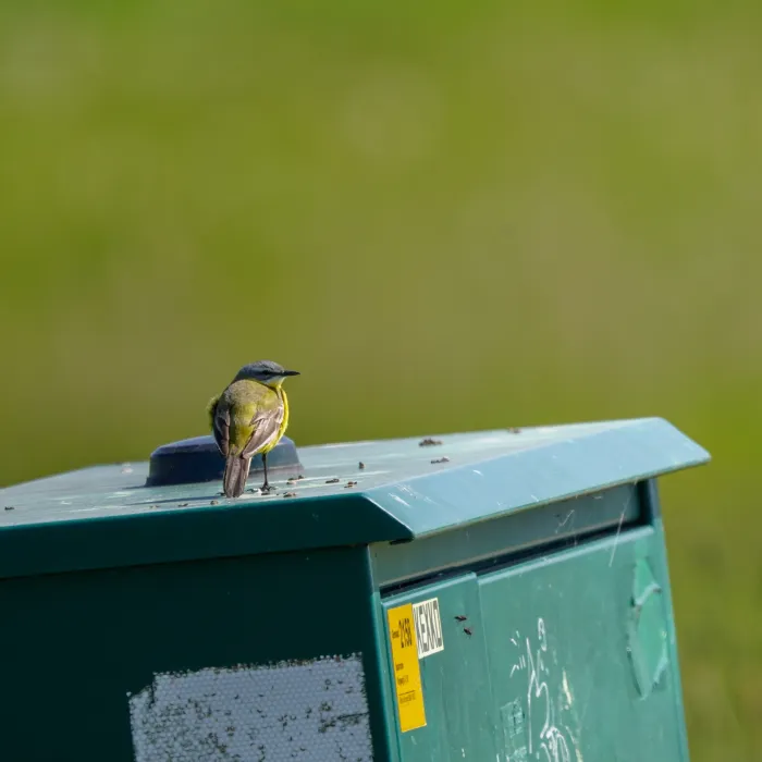 Western Yellow Wagtail