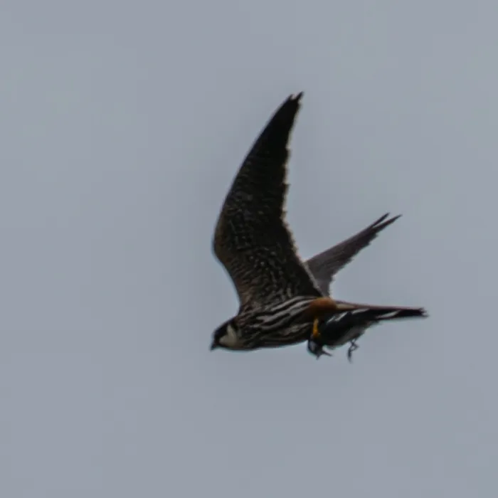 Spotted Eurasian Hobby