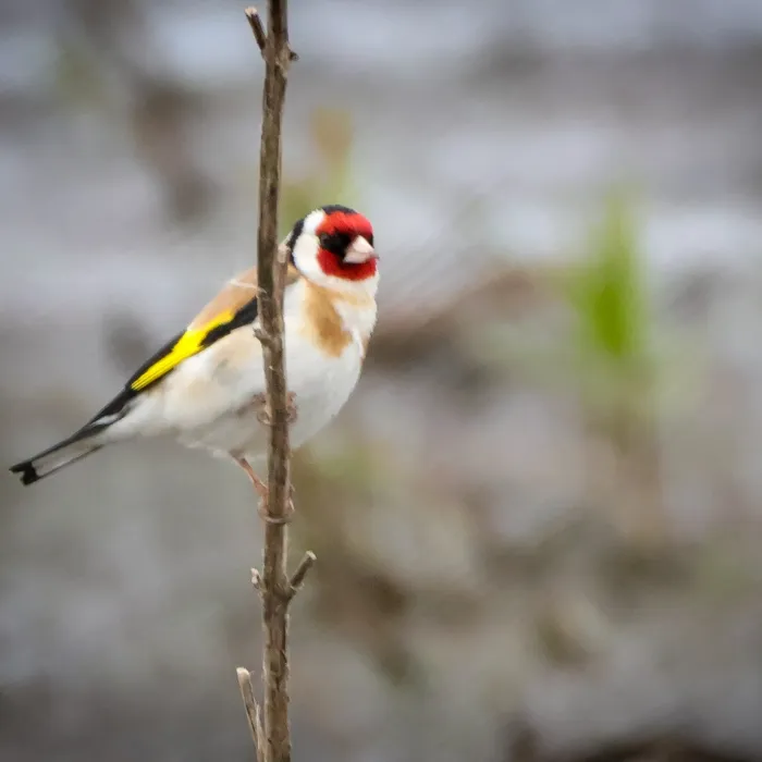 Spotted European Goldfinch