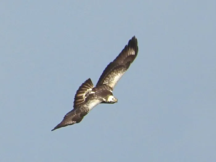 Spotted Common Buzzard