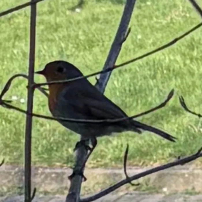 European Robin