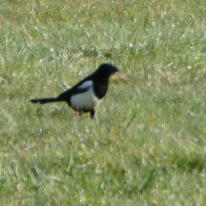 Eurasian Magpie