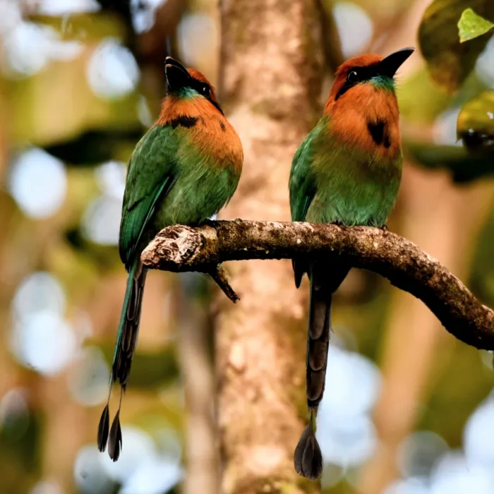 Gespotte Breedsnavelmotmot