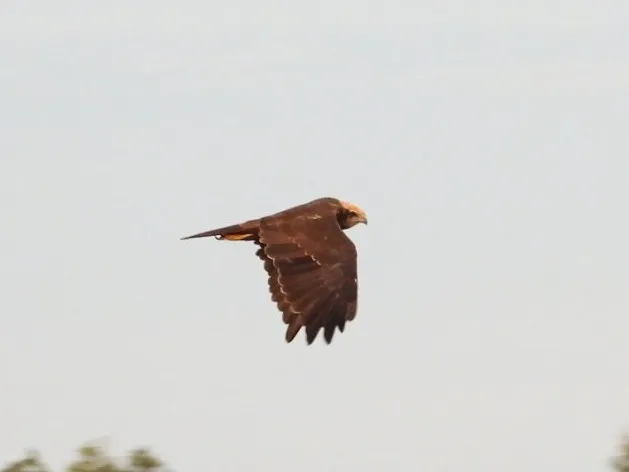 Spotted Western Marsh Harrier