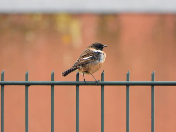 Gespotte Roodborsttapuit