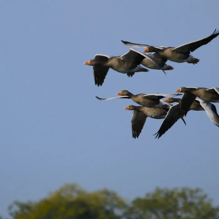 Spotted Taiga Bean-Goose