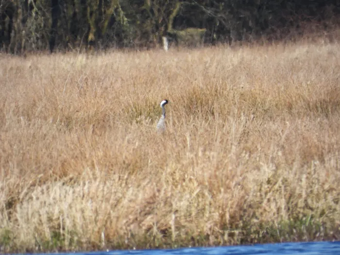 Spotted Common Crane