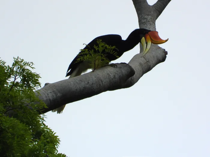 Gespotte Gewone neushoornvogel