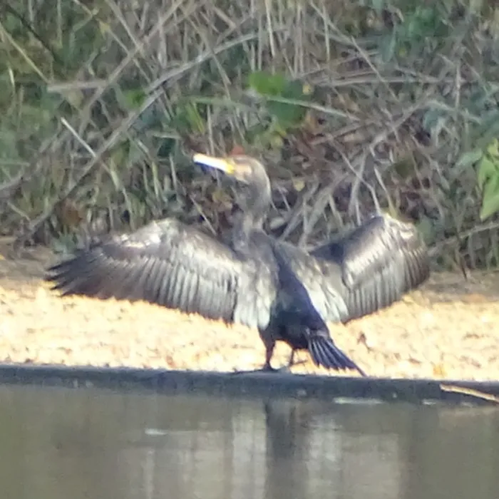 Gespotte Aalscholver