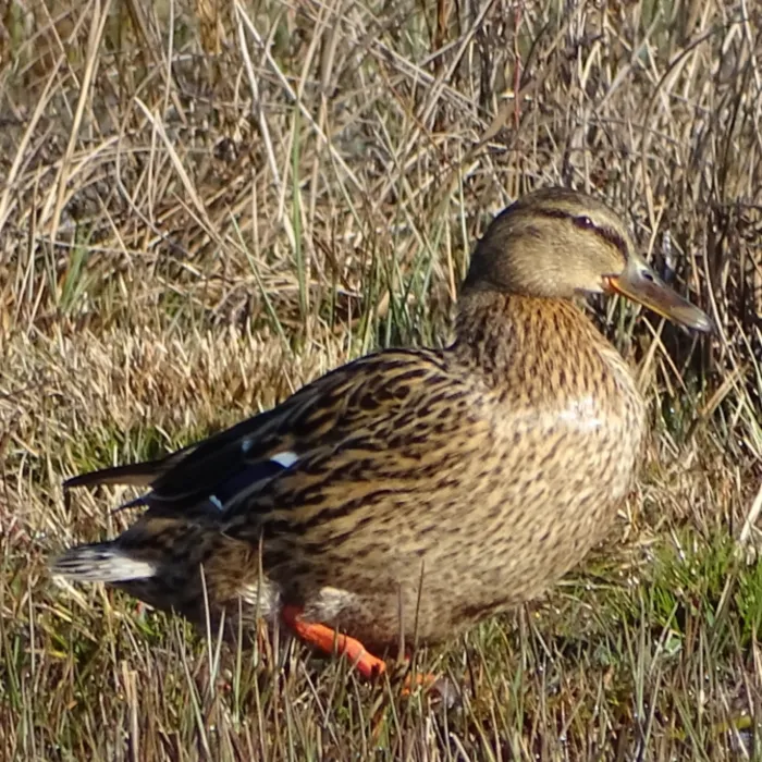 Spotted Mallard