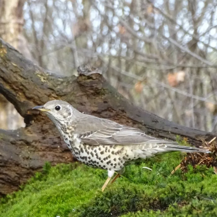 Gespotte Grote lijster