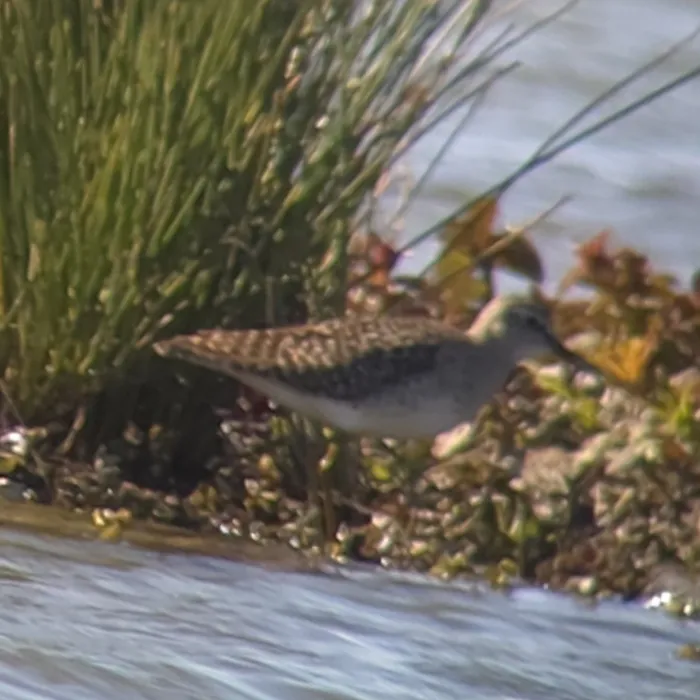 Spotted Wood Sandpiper