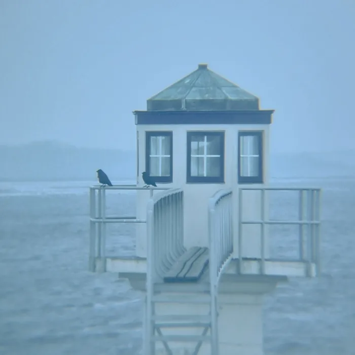 Spotted Eurasian Jackdaw