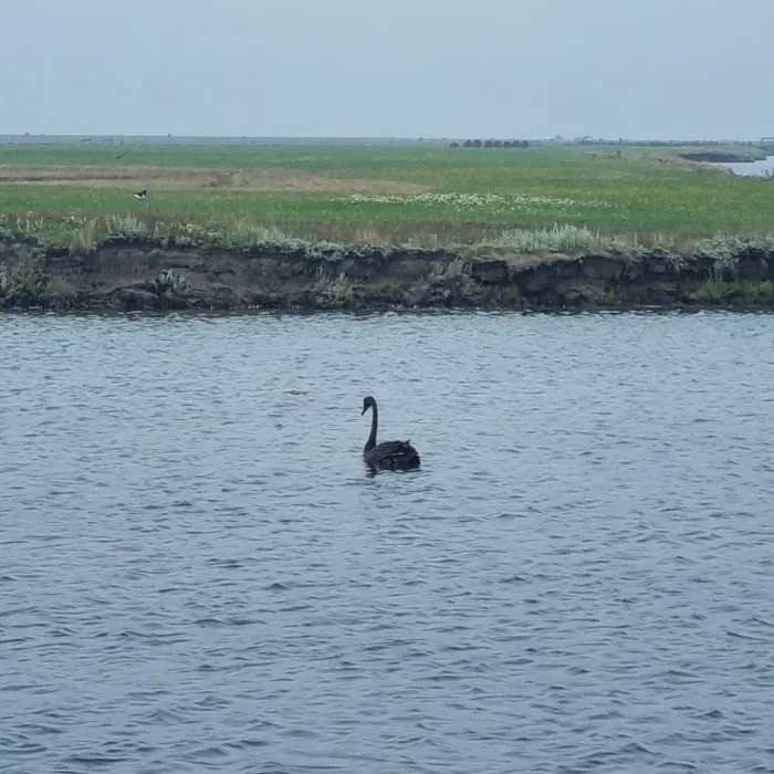 Black Swan