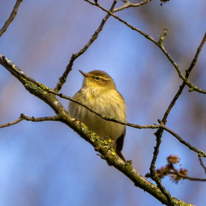 Spotted Common Chiffchaff