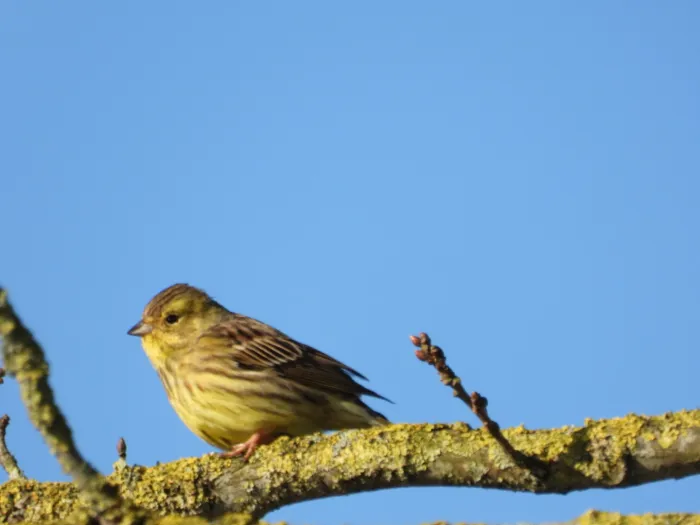 Spotted Yellowhammer