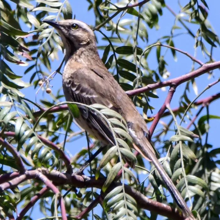 Spotted Chilean Mockingbird