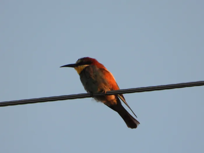 Spotted European Bee-eater