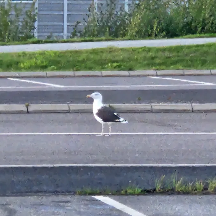 Spotted Lesser Black-backed Gull