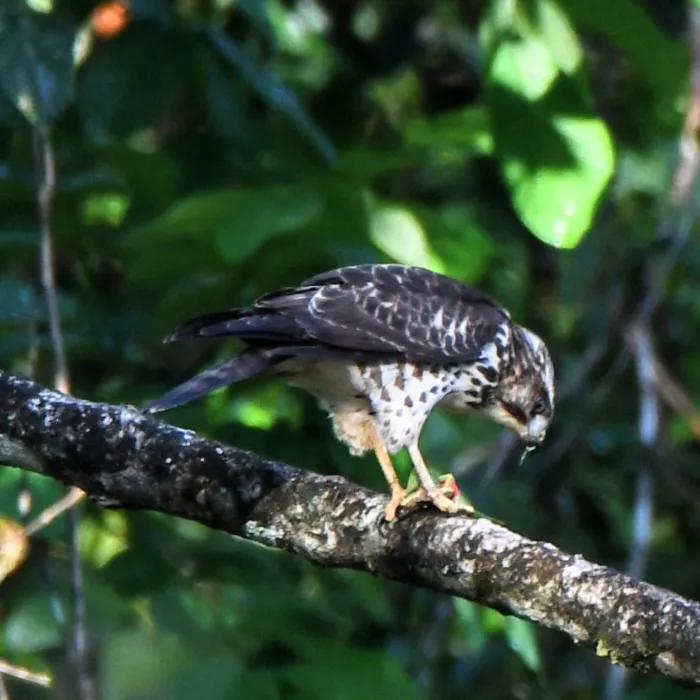 Gespotte Breedvleugelbuizerd