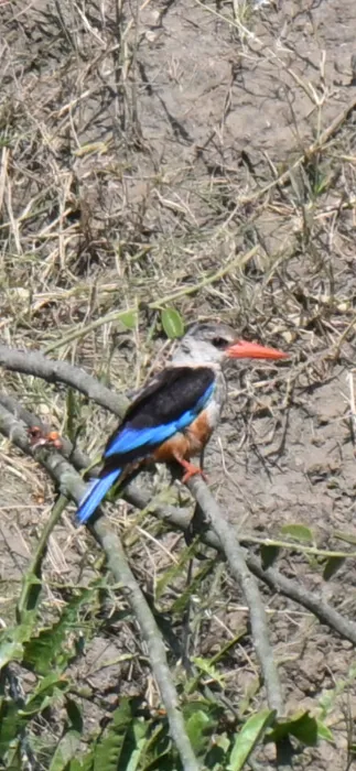 Waargenomen Grijskopijsvogel