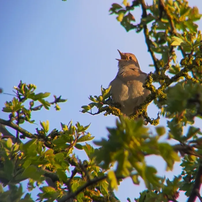 Spotted Common Nightingale