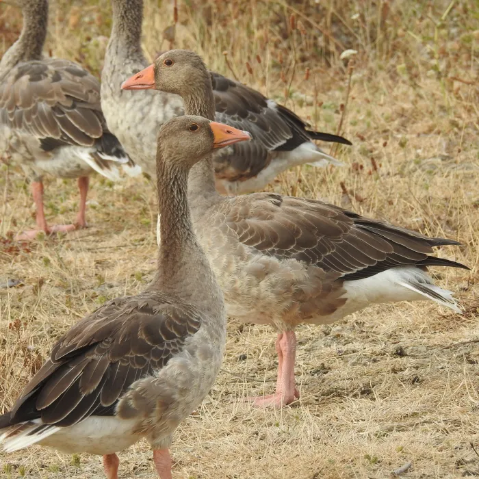 Spotted Graylag Goose