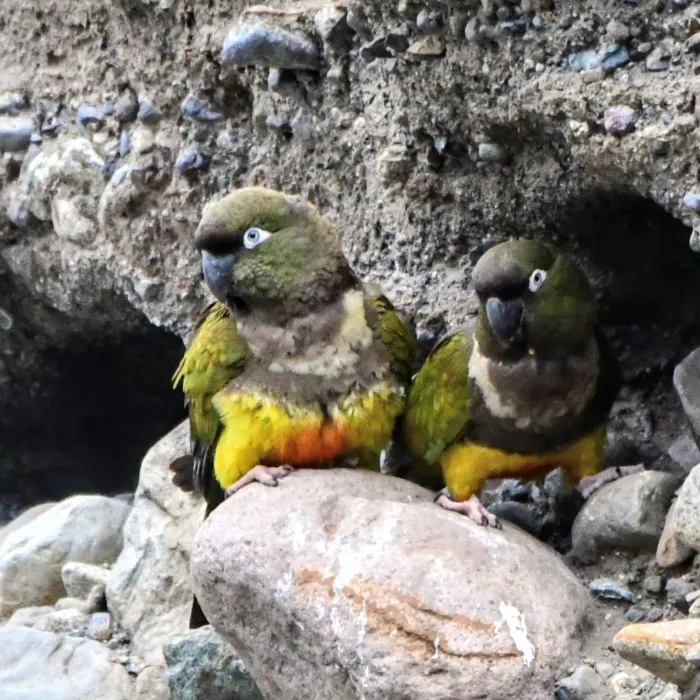 Spotted Burrowing Parakeet