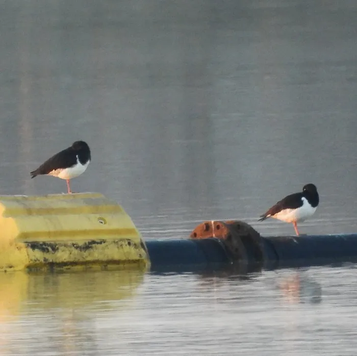 Gespotte Scholekster