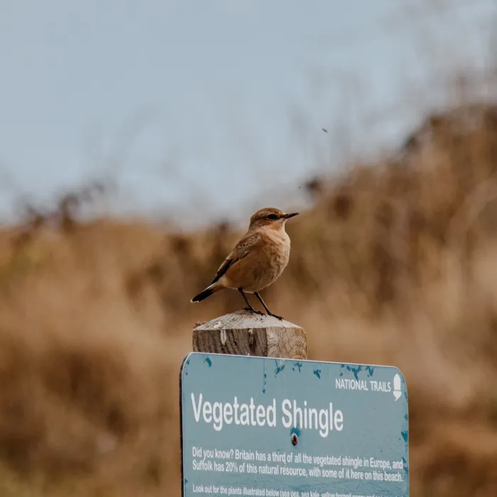 Spotted Northern Wheatear