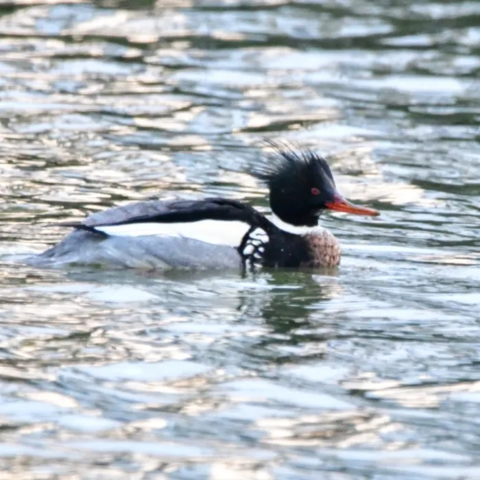 Spotted Red-breasted Merganser