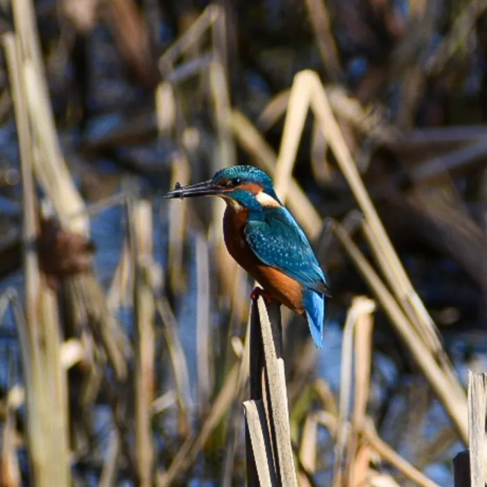 Common Kingfisher