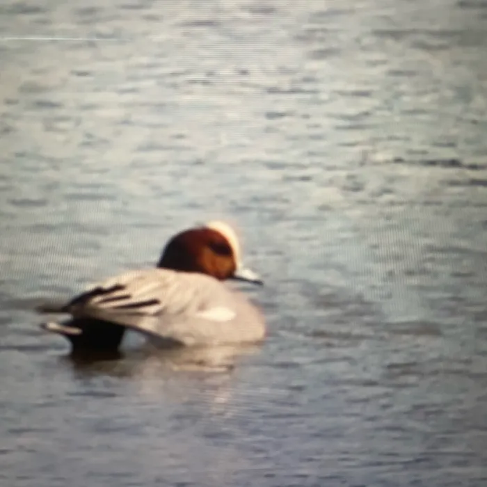 Eurasian Wigeon