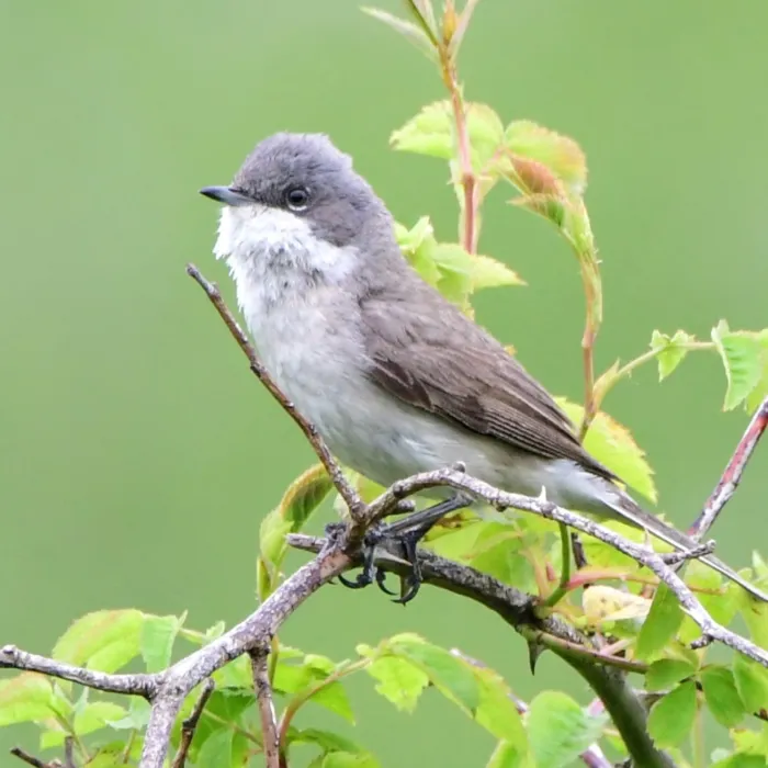 Spotted Lesser Whitethroat